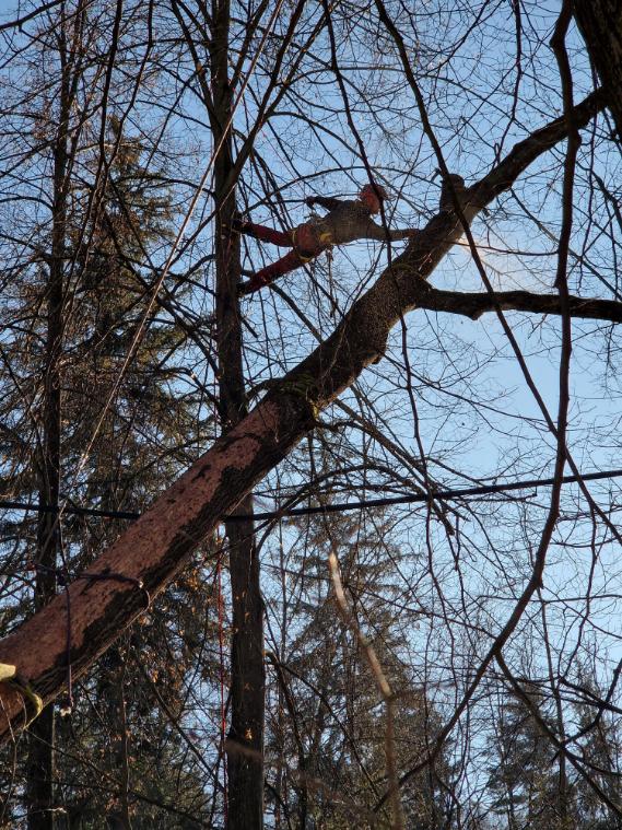 odstranění vyvráceného jasanu nad el. vedením Podvihov